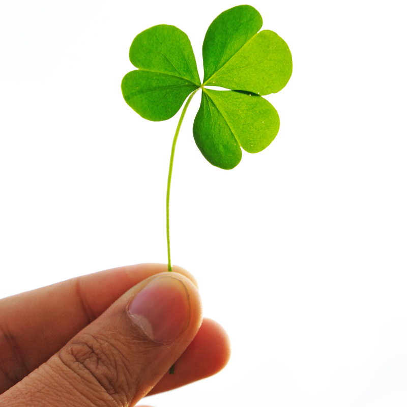 close up of hand holding clover